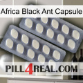 Africa Black Ant Capsule 07